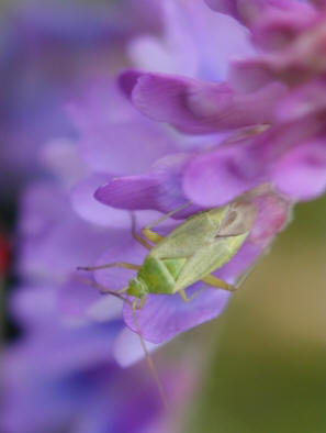 Lime green capsid bug contrasting well with light purple vetch flower